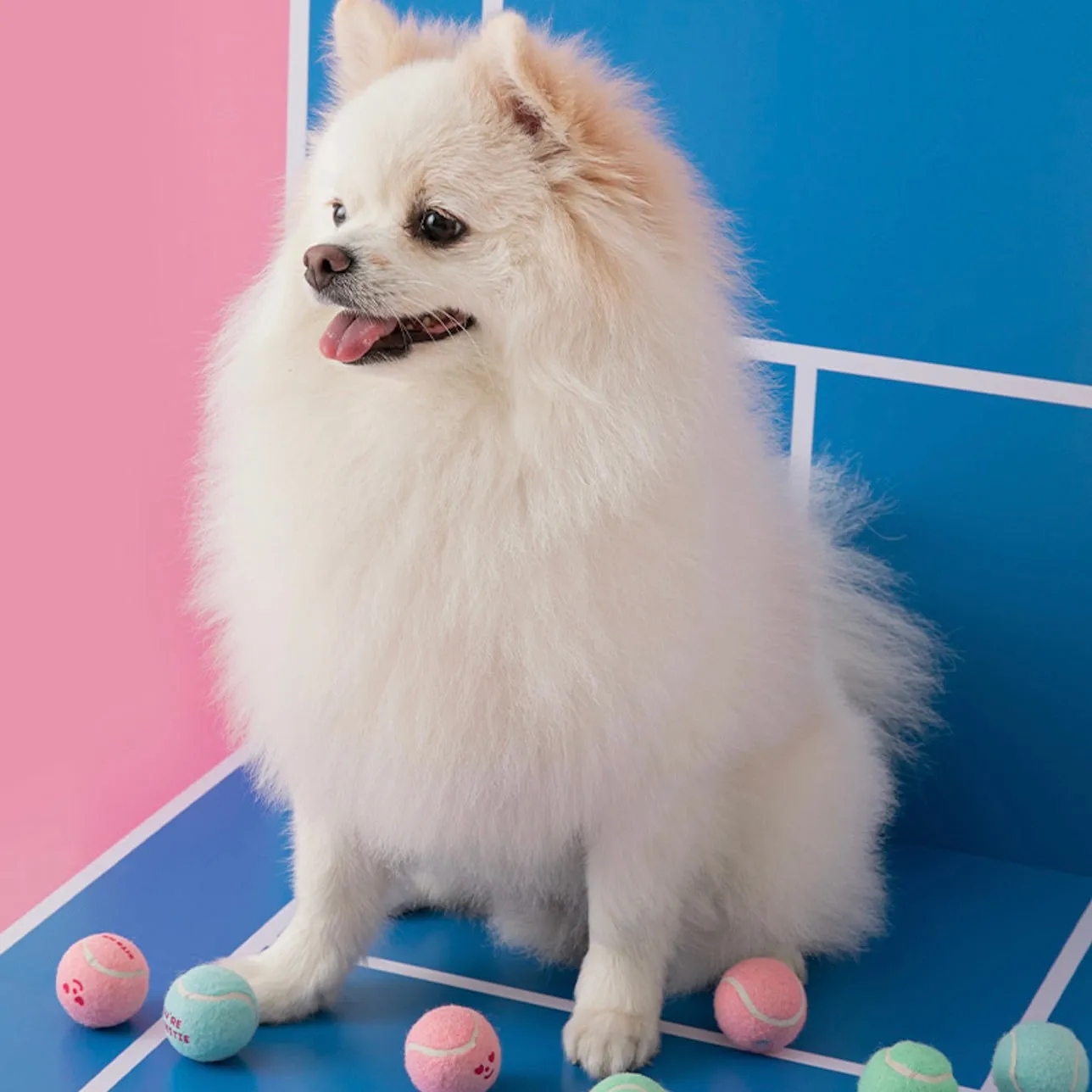 即納【BITE ME】New Mini Tennis Balls Toy