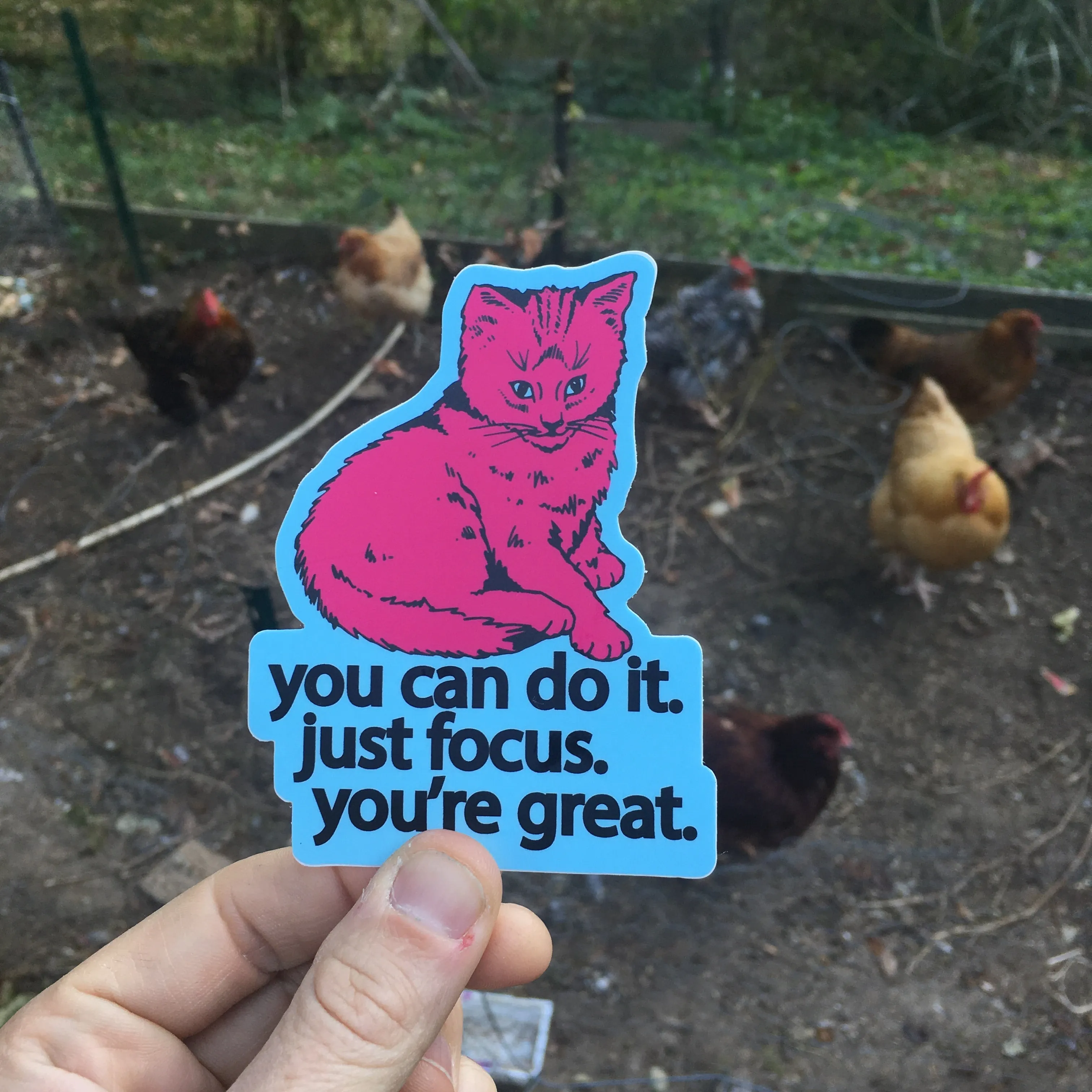 Focus Cat Sticker