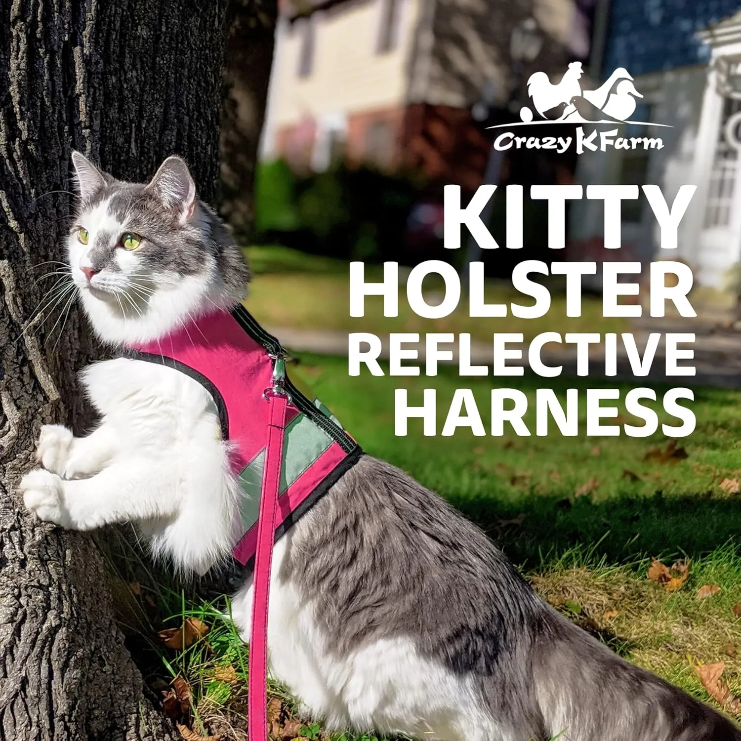 Kitty  - , |  |  - ,M  L