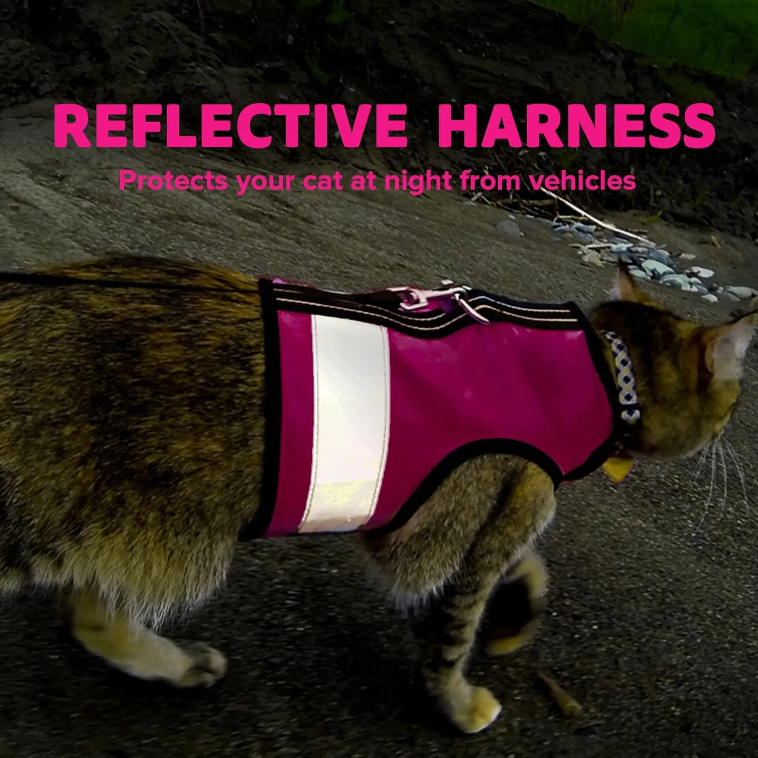 Kitty  - , |  |  - ,M  L