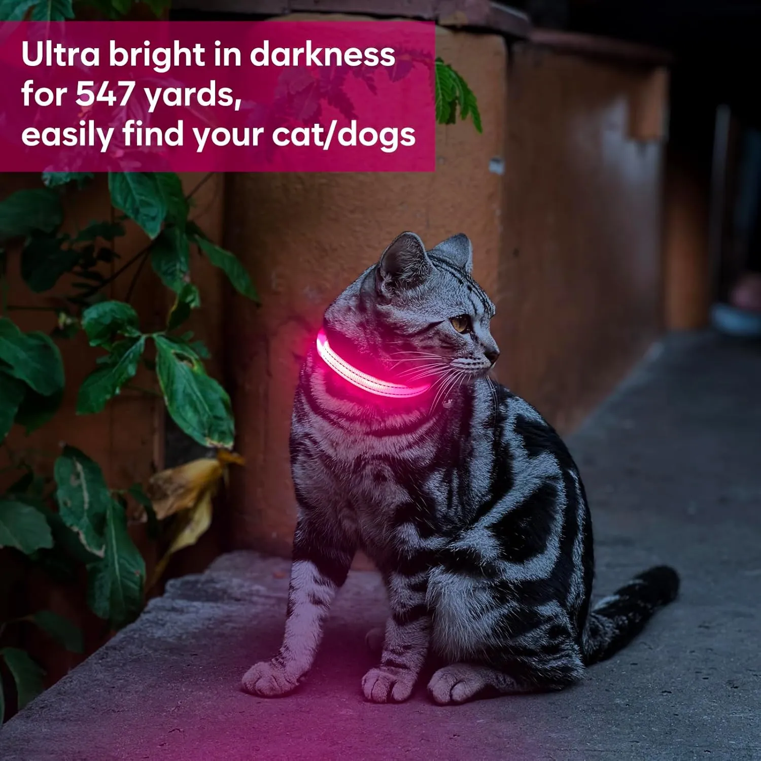 Light Up Dog Collar - Reflective LED Puppy Collar Rechargeable, Glow in The Dark Cat Collar Safety Dog Lights for Night Walking (XS, Pink)