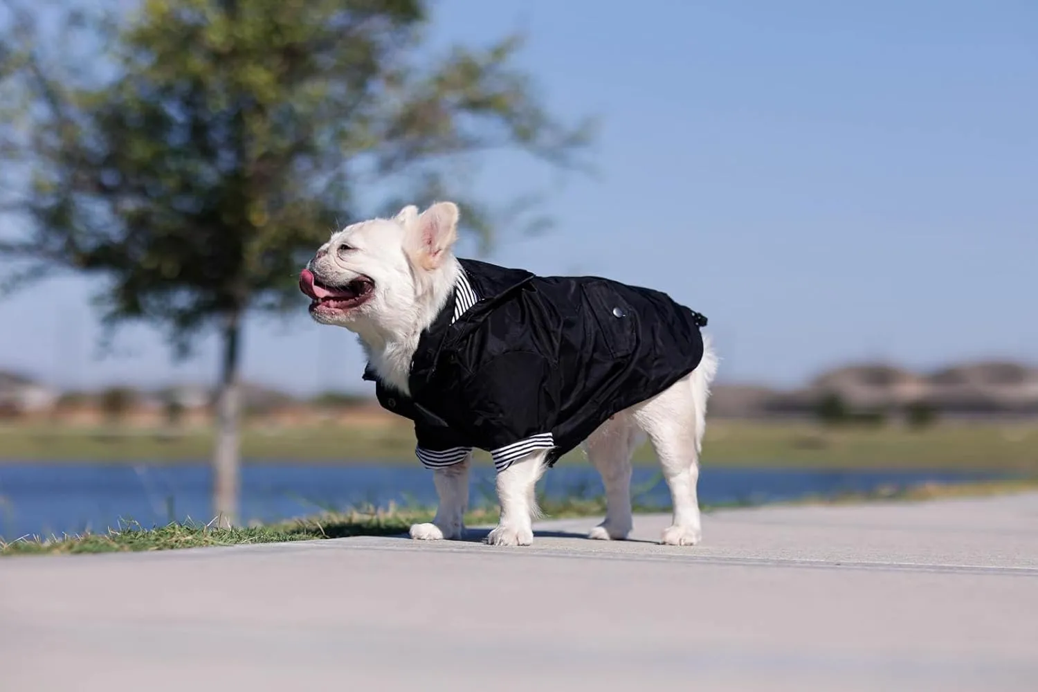 Midnight Black Zip Up Dog Raincoat with Reflective Buttons, Pockets, Rain/Water Resistant, Adjustable Drawstring, & Removable Hood - XXS to XXL - Premium Dog Raincoats (X-Small, Black)