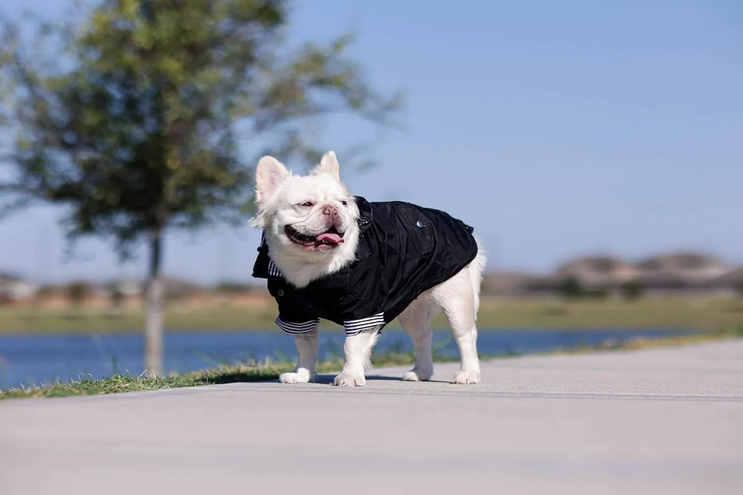 Midnight Black Zip Up Dog Raincoat with Reflective Buttons, Pockets, Rain/Water Resistant, Adjustable Drawstring, & Removable Hood - XXS to XXL - Premium Dog Raincoats (X-Small, Black)
