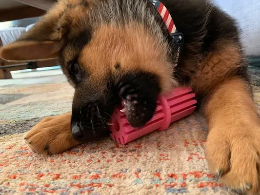Puppy Teething Stick